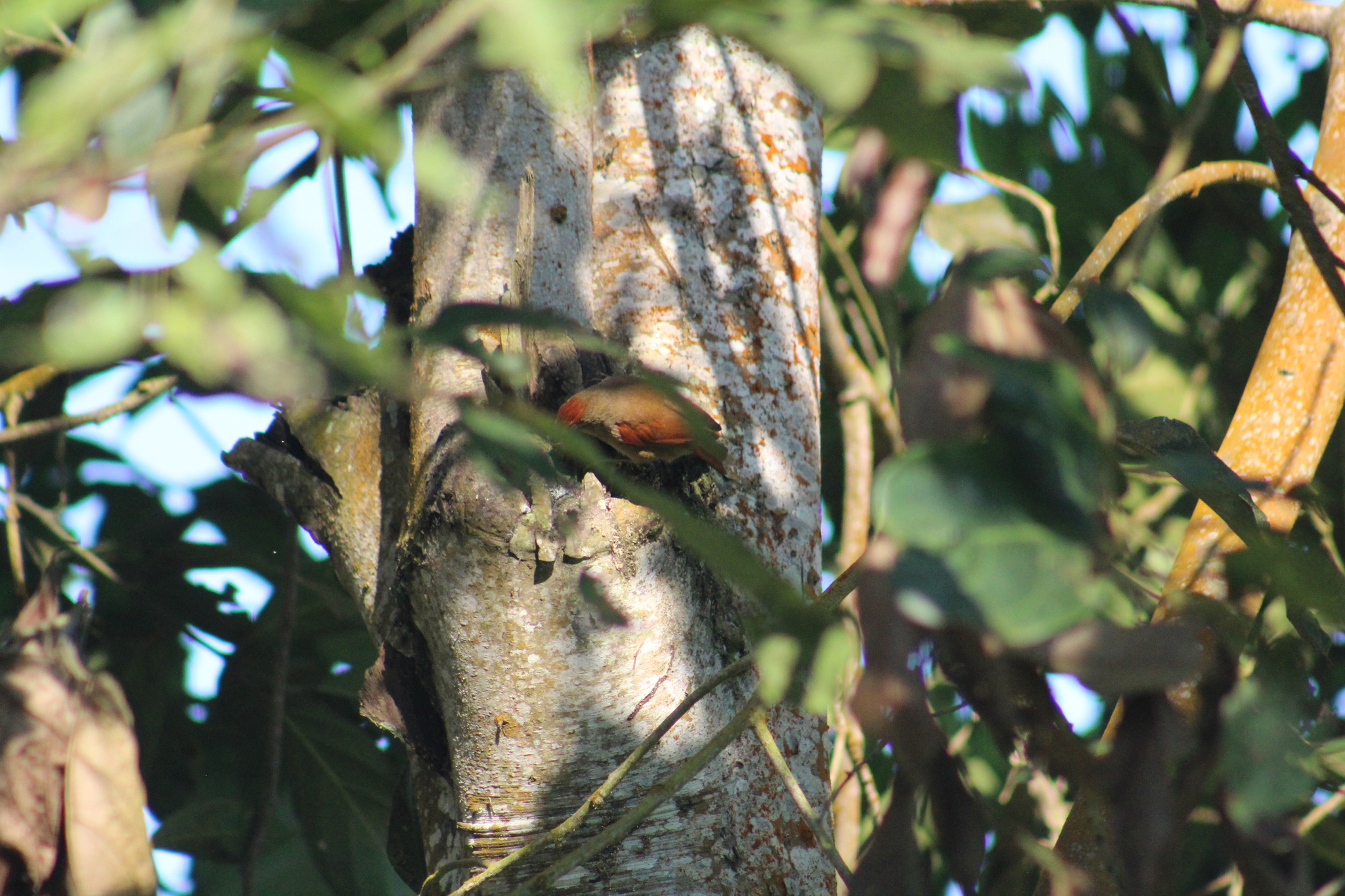 Ash-browed Spinetail (Cranioleuca curtata), photo 5