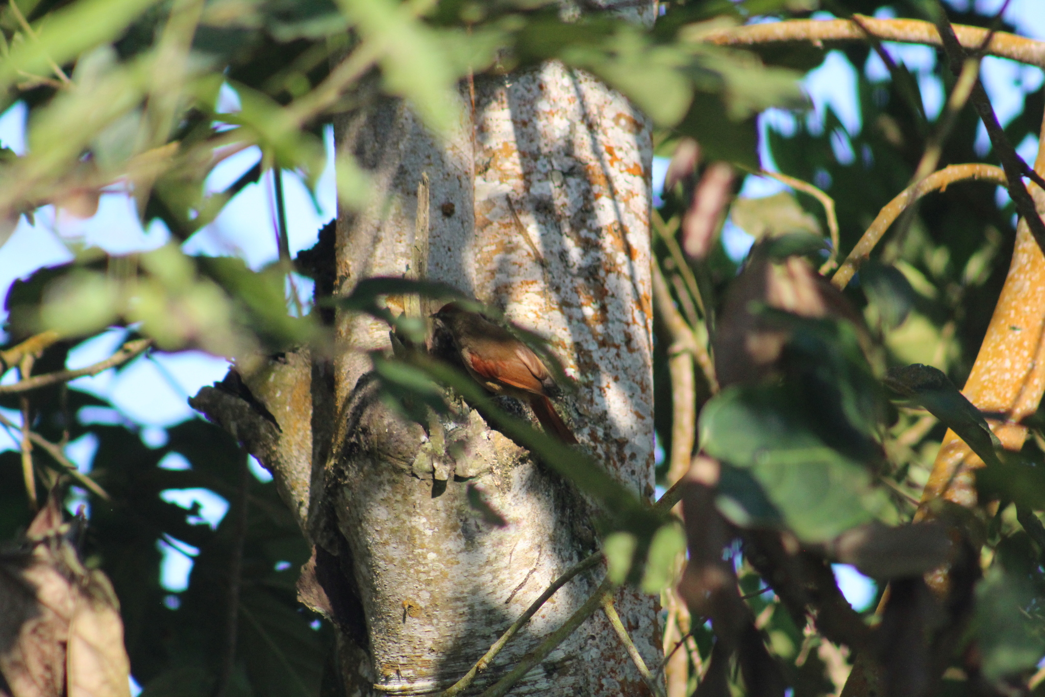 Ash-browed Spinetail (Cranioleuca curtata), photo 4