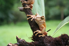 Gastrotheca cornuta