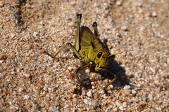 Taeniopoda citricornis