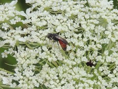 Sphecodes heraclei heraclei