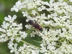 Sphecodes heraclei heraclei