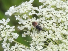 Sphecodes heraclei heraclei