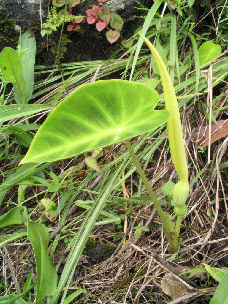 Remusatia pumila BULBS (Pygmy Elephant Ear)