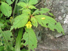 Impatiens racemosa