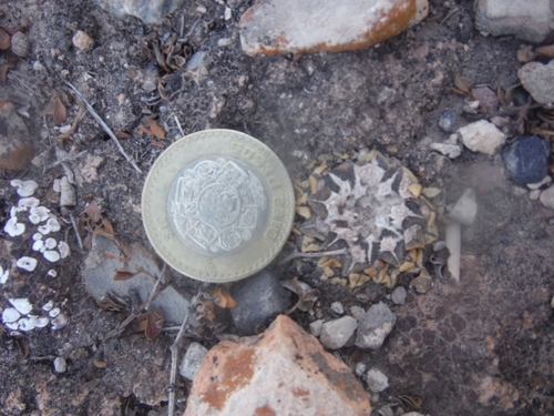 Ariocarpus kotschoubeyanus
