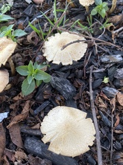 Leratiomyces percevalii