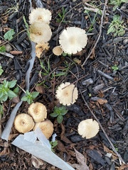 Leratiomyces percevalii