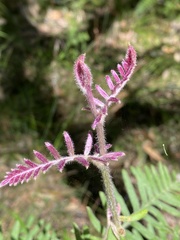 Grevillea caleyi