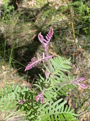 Grevillea caleyi