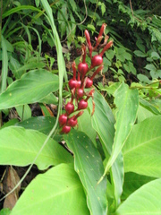 Cautleya gracilis