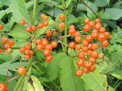 Sambucus adnata