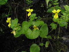 Viola wallichiana