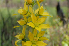 Lysimachia asperulifolia