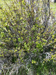 Ceanothus sanguineus