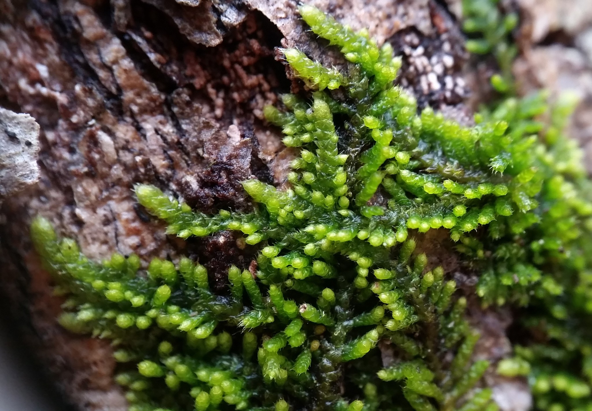 Thelia hirtella
