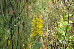 Lysimachia asperulifolia