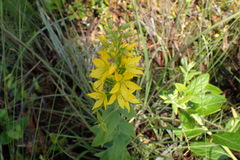 Lysimachia asperulifolia