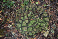 Dioscorea mexicana