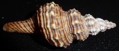 Marmorofusus verrucosus