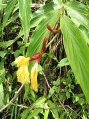 Cautleya gracilis