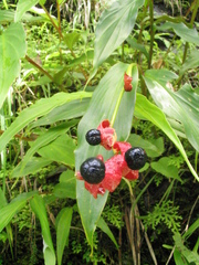 Cautleya gracilis