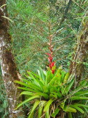 Vriesea philippocoburgi