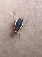 Hesperolabops gelastops