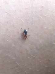 Hesperolabops gelastops