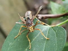 Polistes parametricus