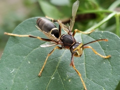 Polistes parametricus