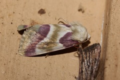 Schinia regina