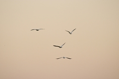 Pelecanus erythrorhynchos