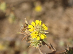 Centromadia parryi australis