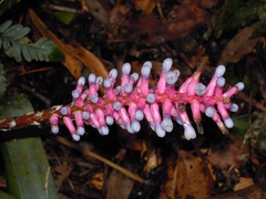 Aechmea cylindrata