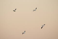 Pelecanus erythrorhynchos