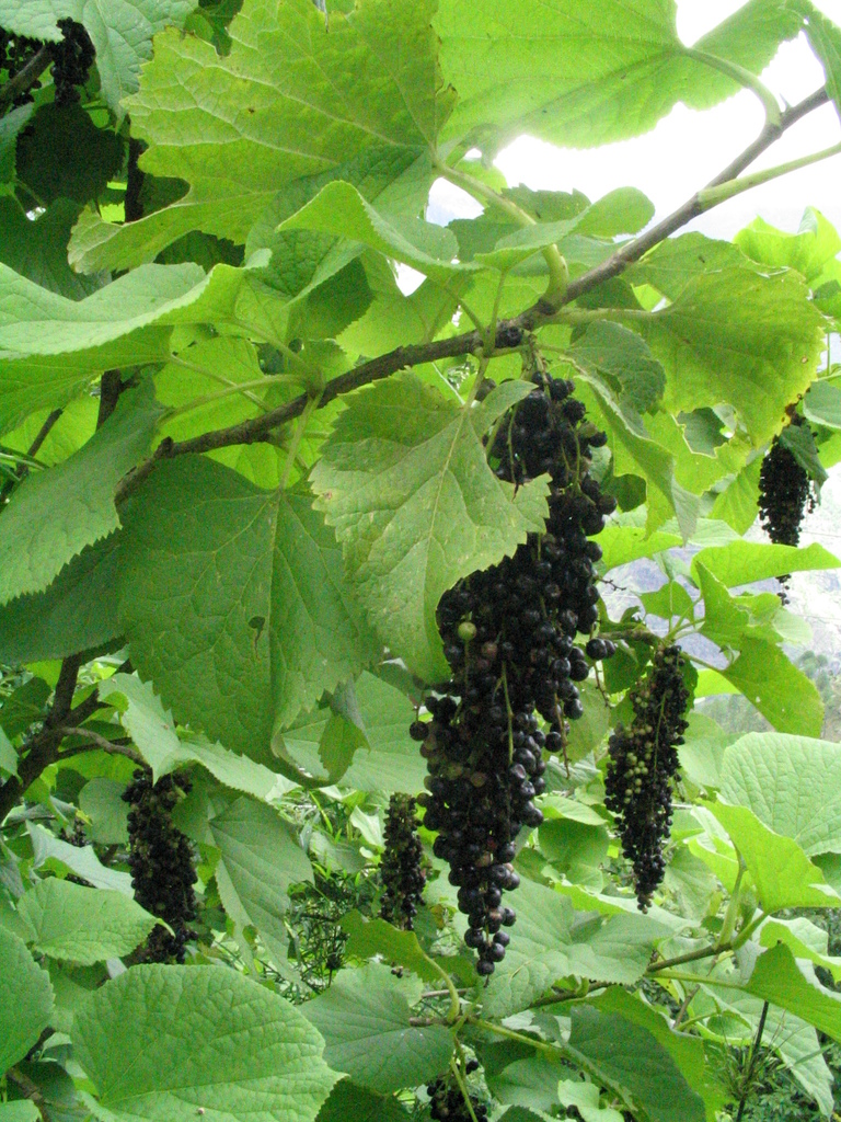 Torricellia
