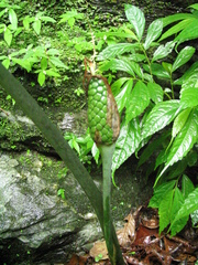 Arisaema concinnum
