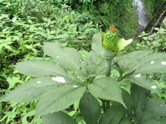 Arisaema tortuosum
