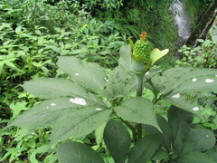 Arisaema tortuosum