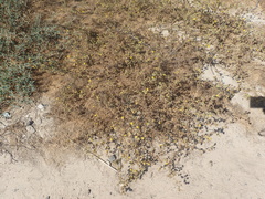 Centromadia parryi australis