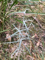 Senecio quadridentatus