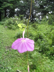 Dinetus grandiflorus