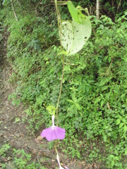 Dinetus grandiflorus