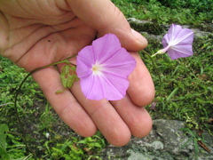 Dinetus grandiflorus