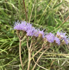 Chromolaena squarrulosa