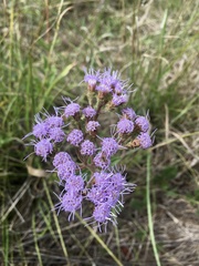 Chromolaena squarrulosa