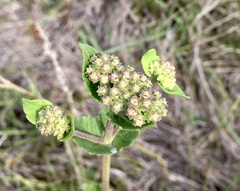 Chromolaena squarrulosa