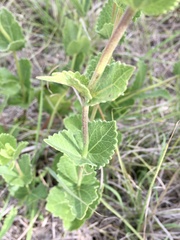 Chromolaena squarrulosa