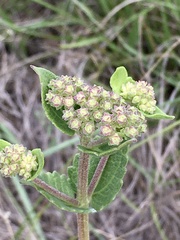 Chromolaena squarrulosa